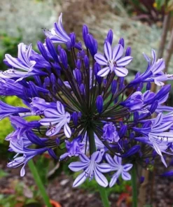 Agapanthus