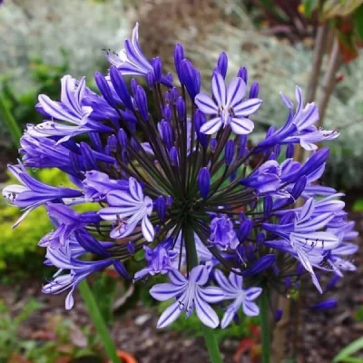 Agapanthus