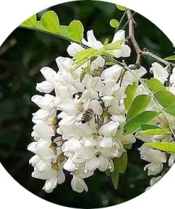 Akasya