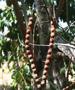 Anadenantera