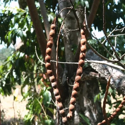 Anadenantera