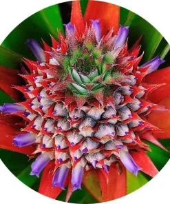Ananas çiçeği