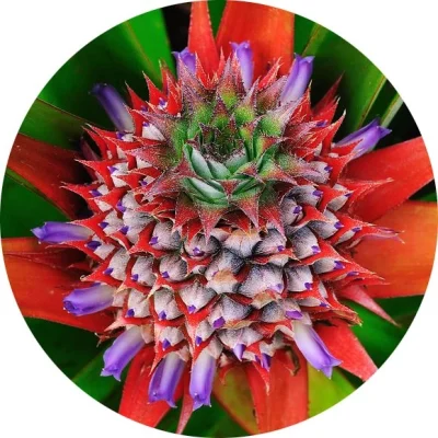 Ananas çiçeği