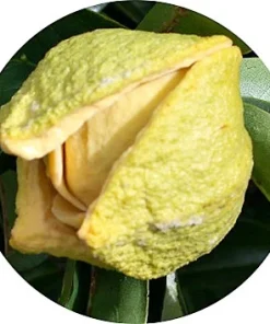 Annona çiçeği