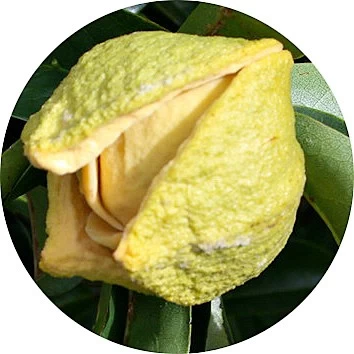 Annona çiçeği