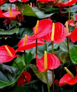 Anthurium
