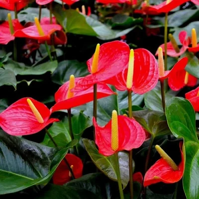 Anthurium