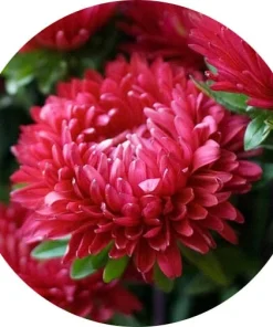 Aster