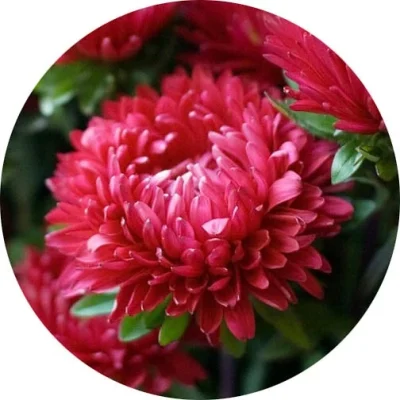 Aster