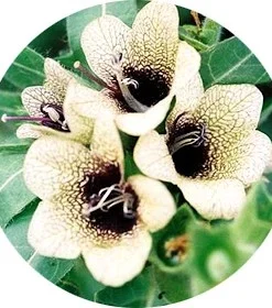 Belladonna