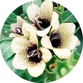 Belladonna