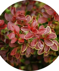 Berberis Thunberg