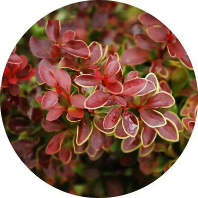 Berberis Thunberg
