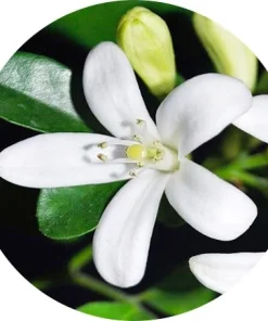 Bergamot çiçeği