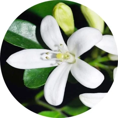 Bergamot çiçeği
