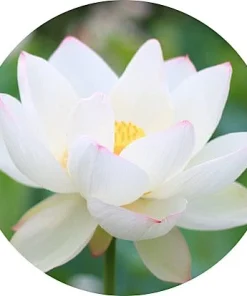 Beyaz Lotus