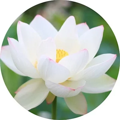 Beyaz Lotus