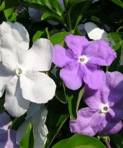Brunfelsia Gigantea