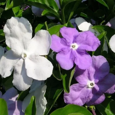 Brunfelsia Gigantea