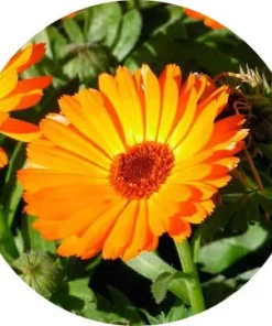 Calendula