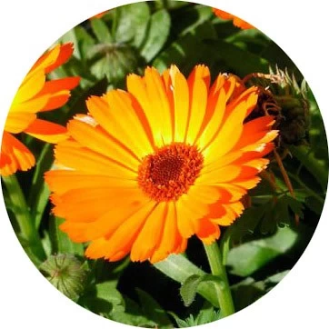 Calendula
