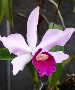 Cattleya Triana