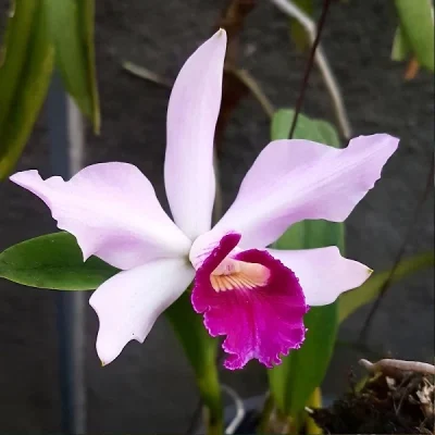 Cattleya Triana