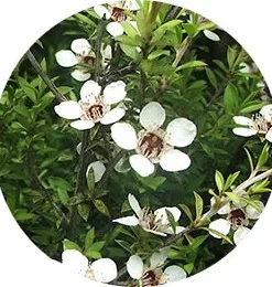 Çay ağacı çiçeği