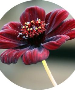 Cosmos (berlandiera, çikolata çiçeği)
