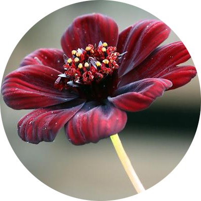Cosmos (berlandiera, çikolata çiçeği)