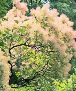 Cotinus