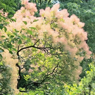 Cotinus