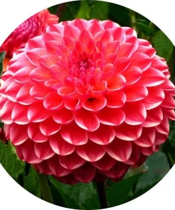 Dahlia