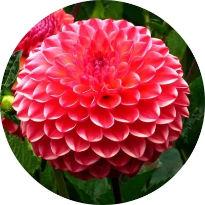 Dahlia
