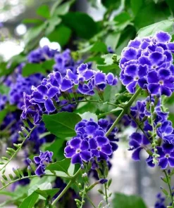 Duranta