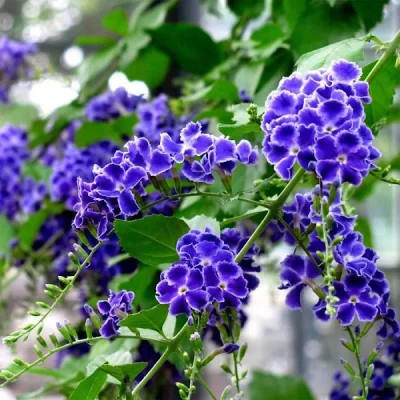 Duranta