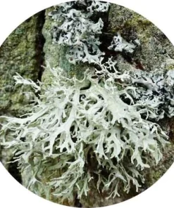 Ebediyen