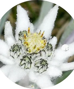 Edelweiss