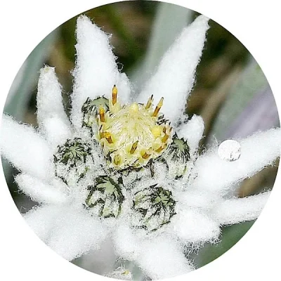 Edelweiss