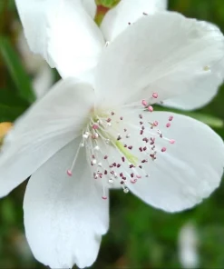 Euryphia splendens