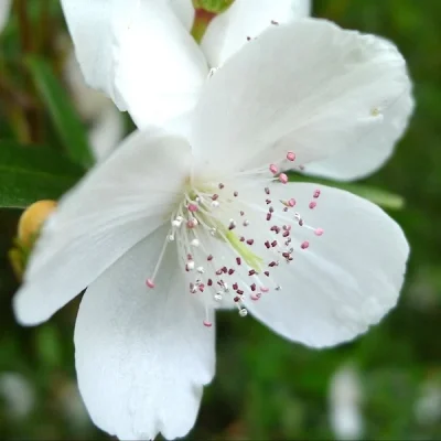 Euryphia splendens