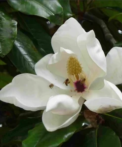Fagrea aromatica