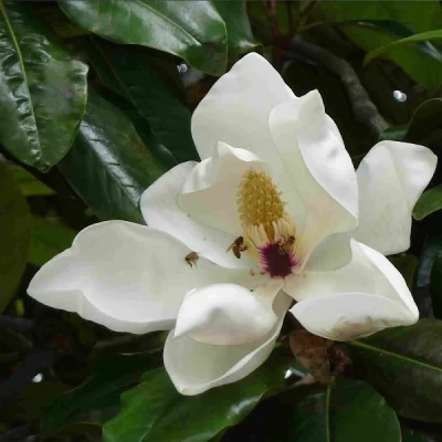 Fagrea aromatica