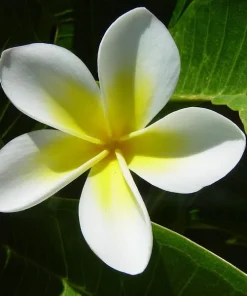 Frangipani