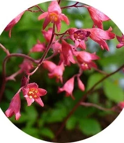 Geceyarısı Gülü (Heuchera)