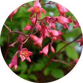 Geceyarısı Gülü (Heuchera)