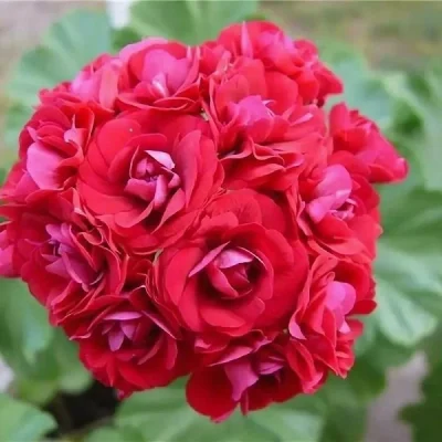 Geranil asetat