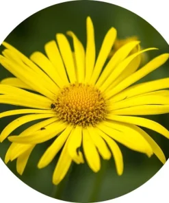 Heliopsis (sarı papatya)