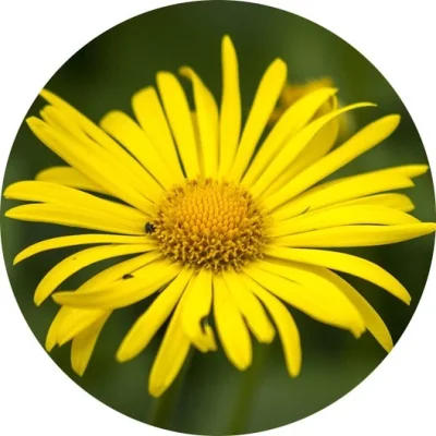 Heliopsis (sarı papatya)