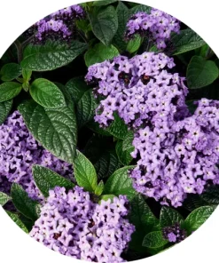 Heliotropin